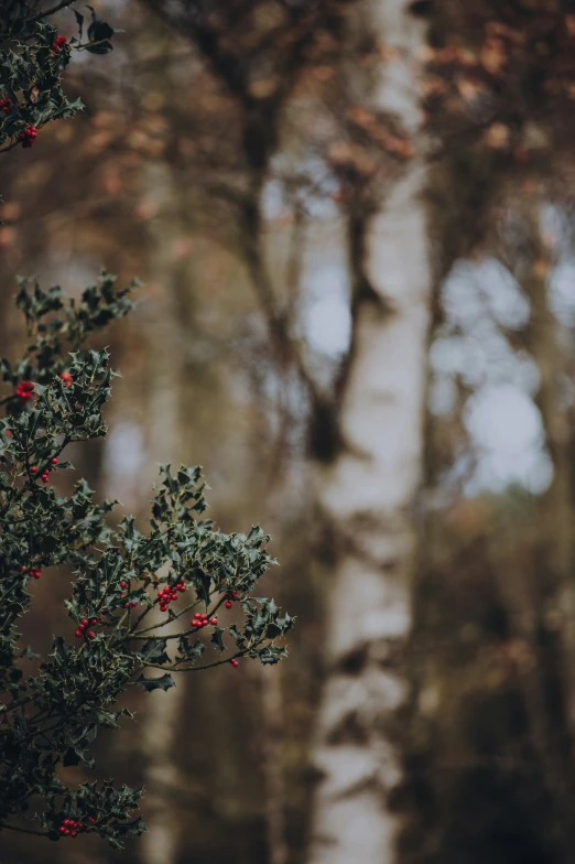 small berries sitting on the nch of some tree