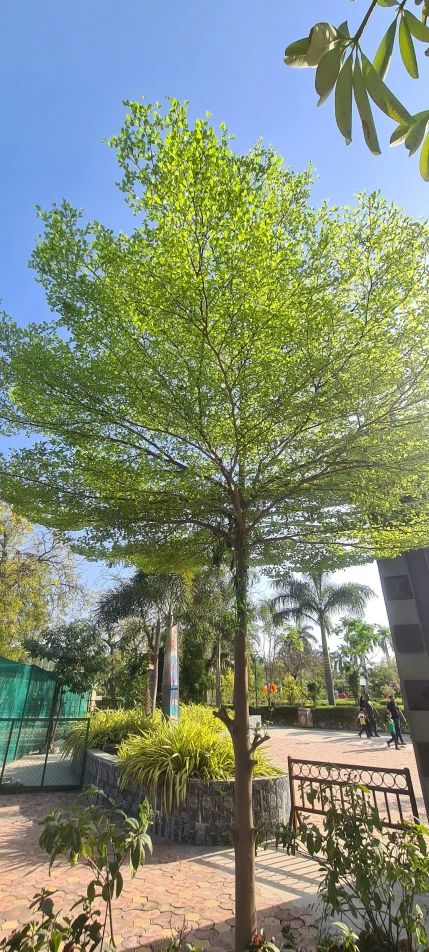 a small tree with no leaves is next to a bench