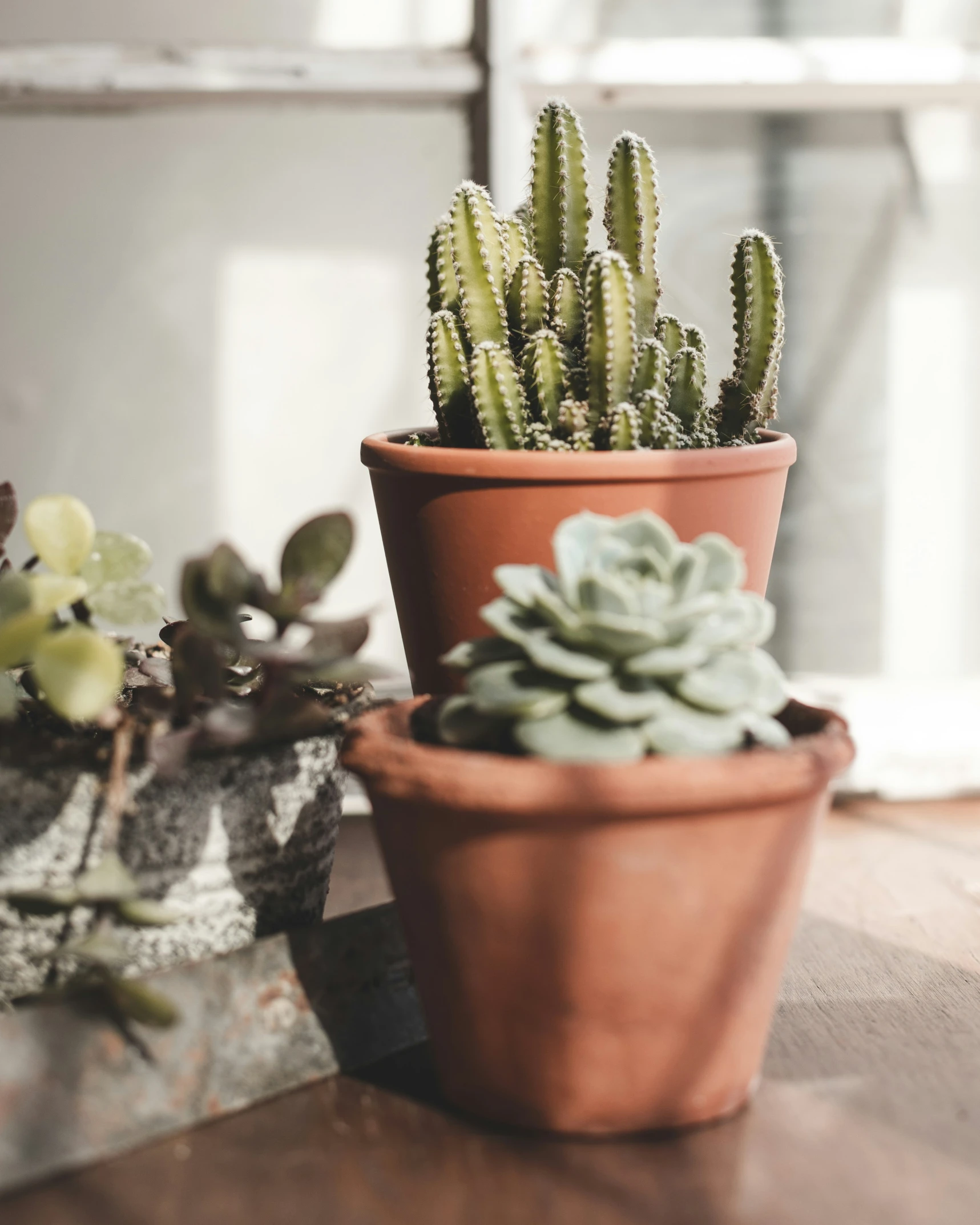 a close up of some small cactus plants on a table