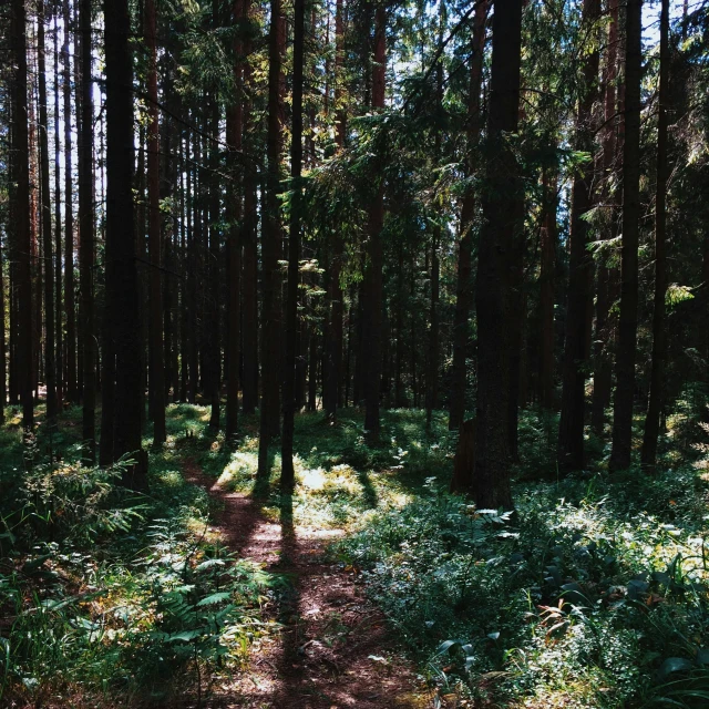 the sun's rays light up the trees in the forest