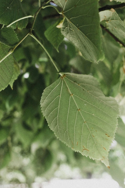 a closeup of leaves and their nches with a blurry background