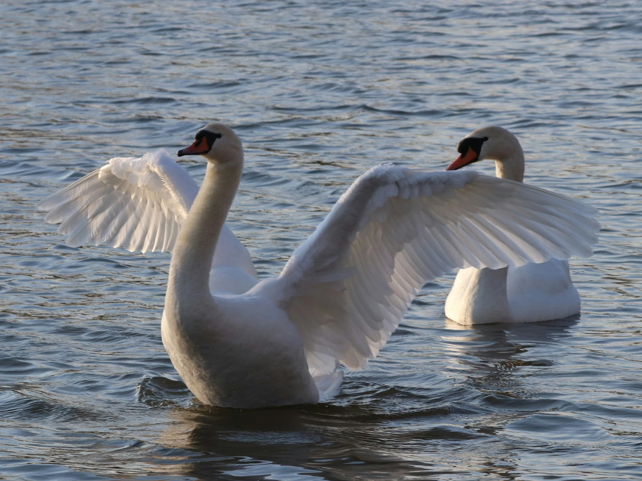 there are two swans swimming in the water