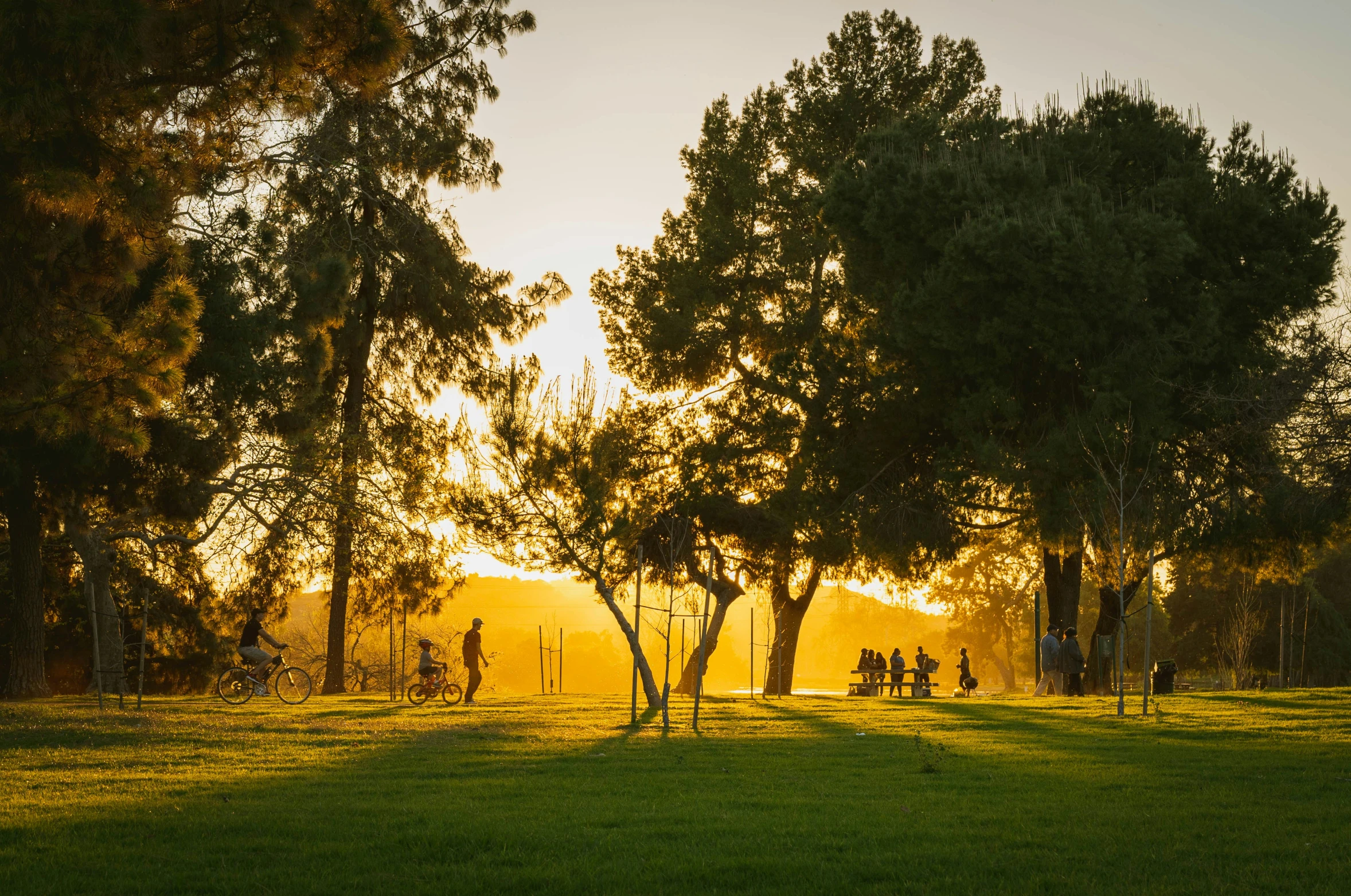 two people standing under trees, at sunset