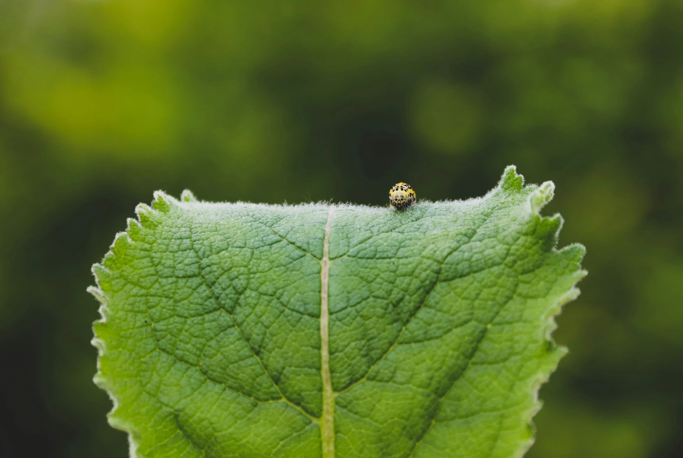 a small bug is sitting on the green leaf