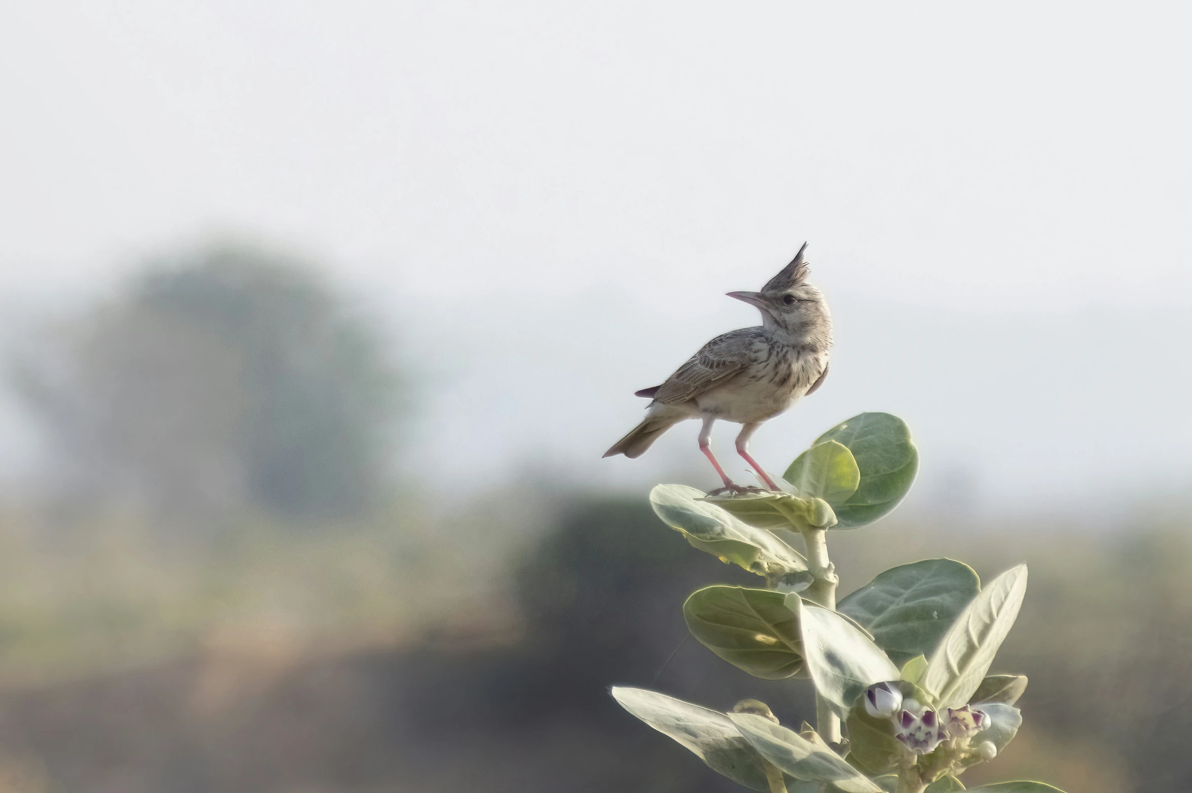 there is a small bird that is standing on a leafy plant