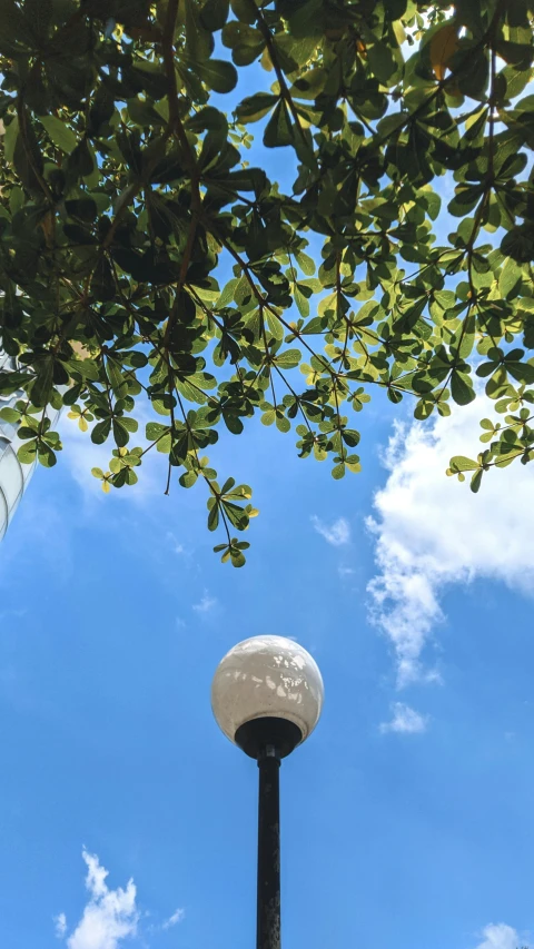 street lamp sitting under tree leaves in front of blue sky