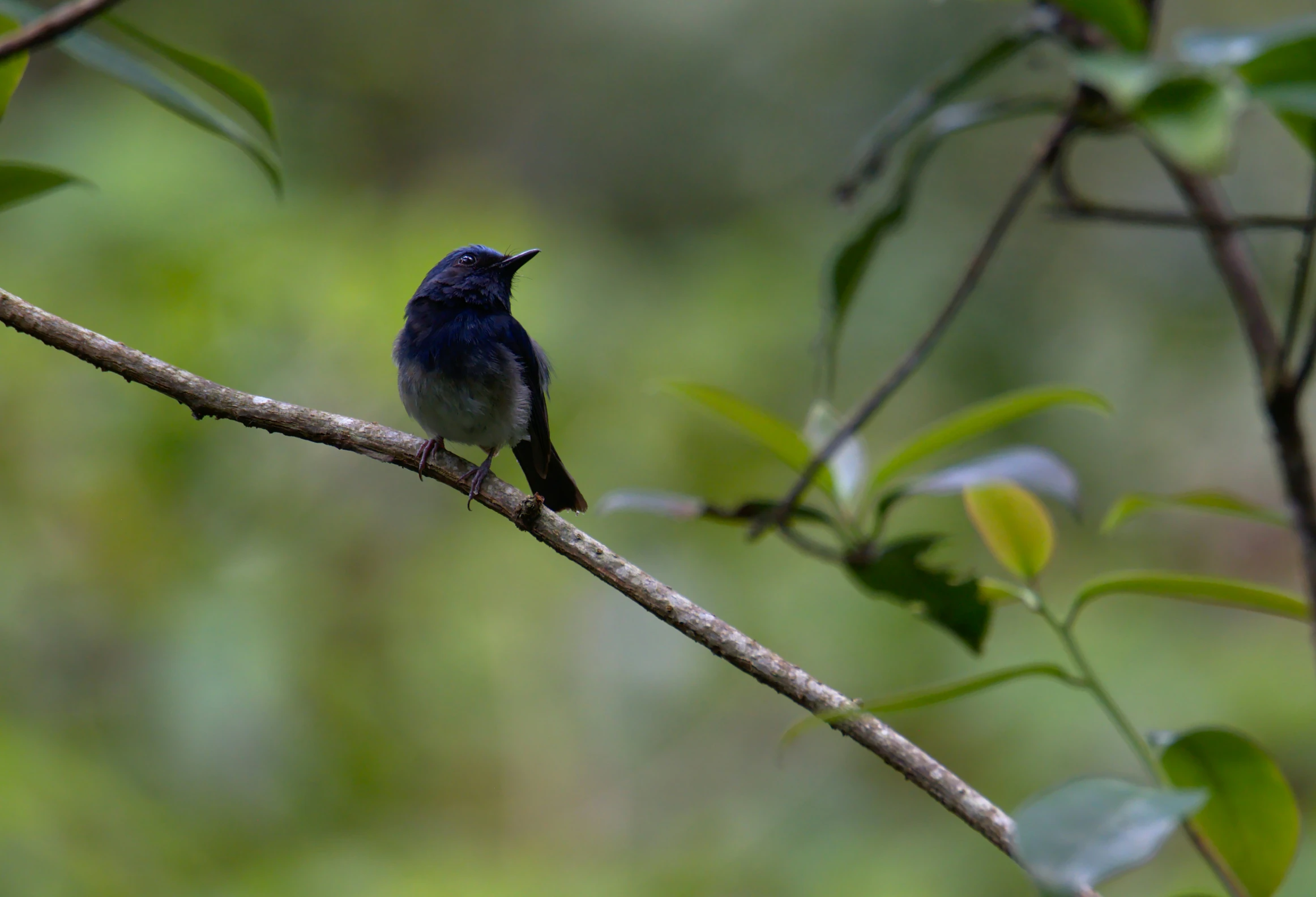 small bird sitting on top of a thin nch with green leaves in the background