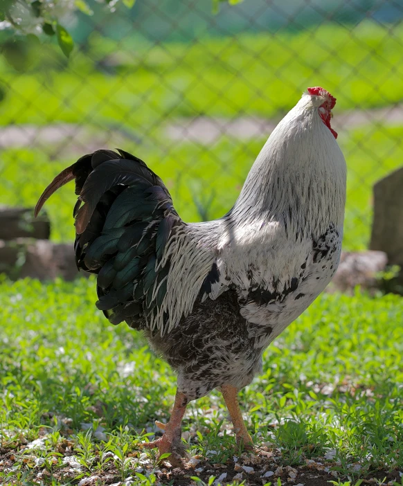 a white and black rooster standing on top of grass