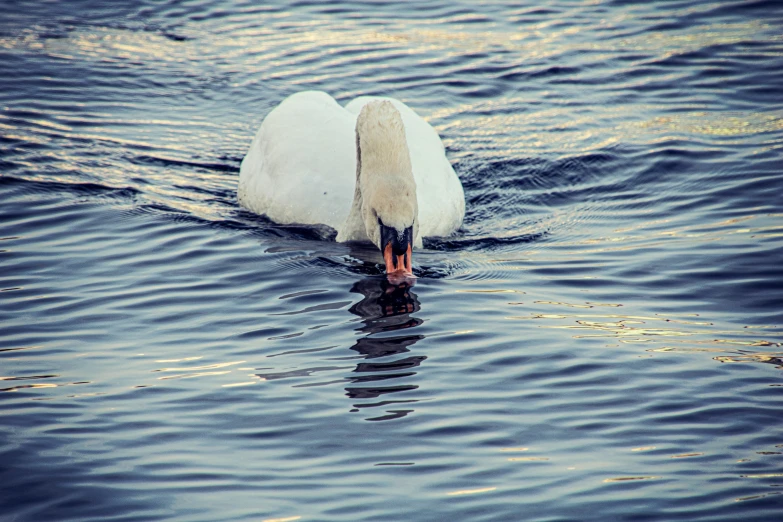 the swan is swimming on the water while looking at the camera