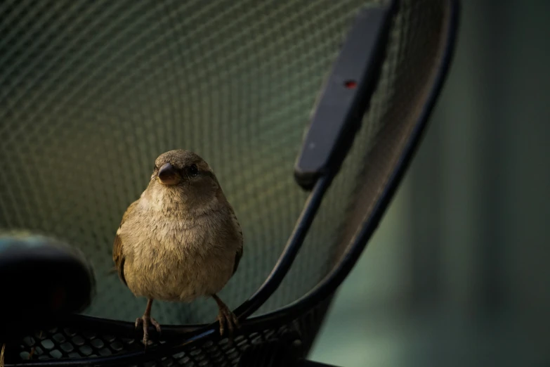a small bird sitting on a metal chair