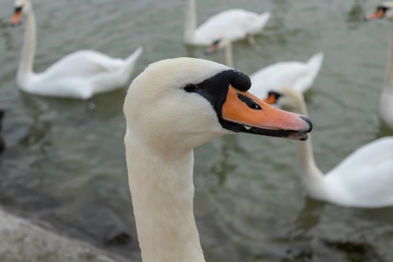 a group of white swans are standing in water