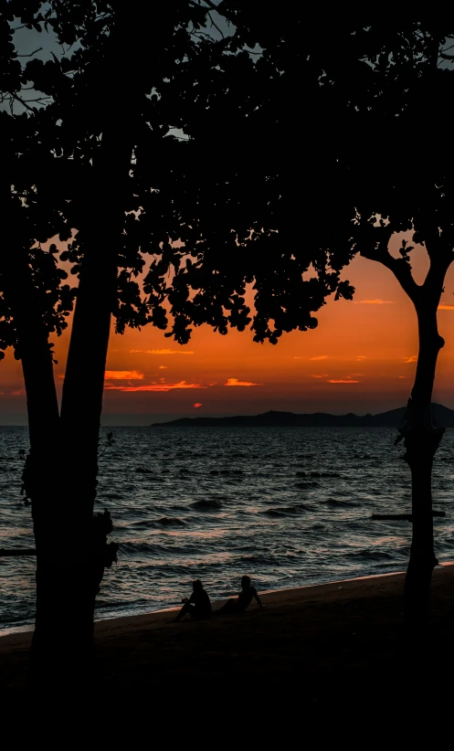 two trees by the water with people resting