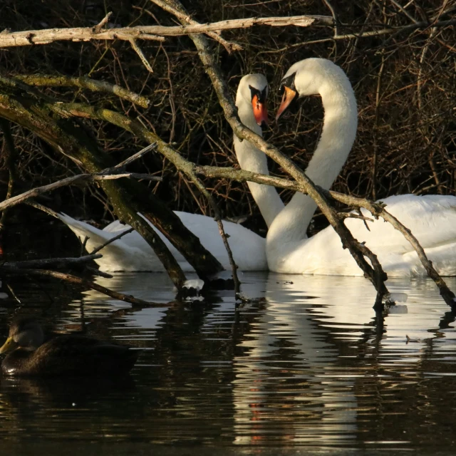 a swan sitting in water next to tree nches