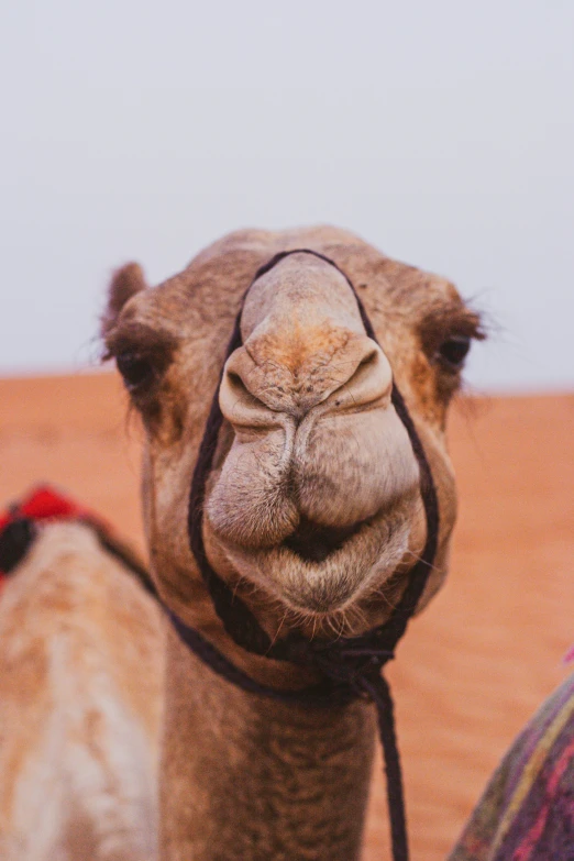 a camel that has a halter on its neck