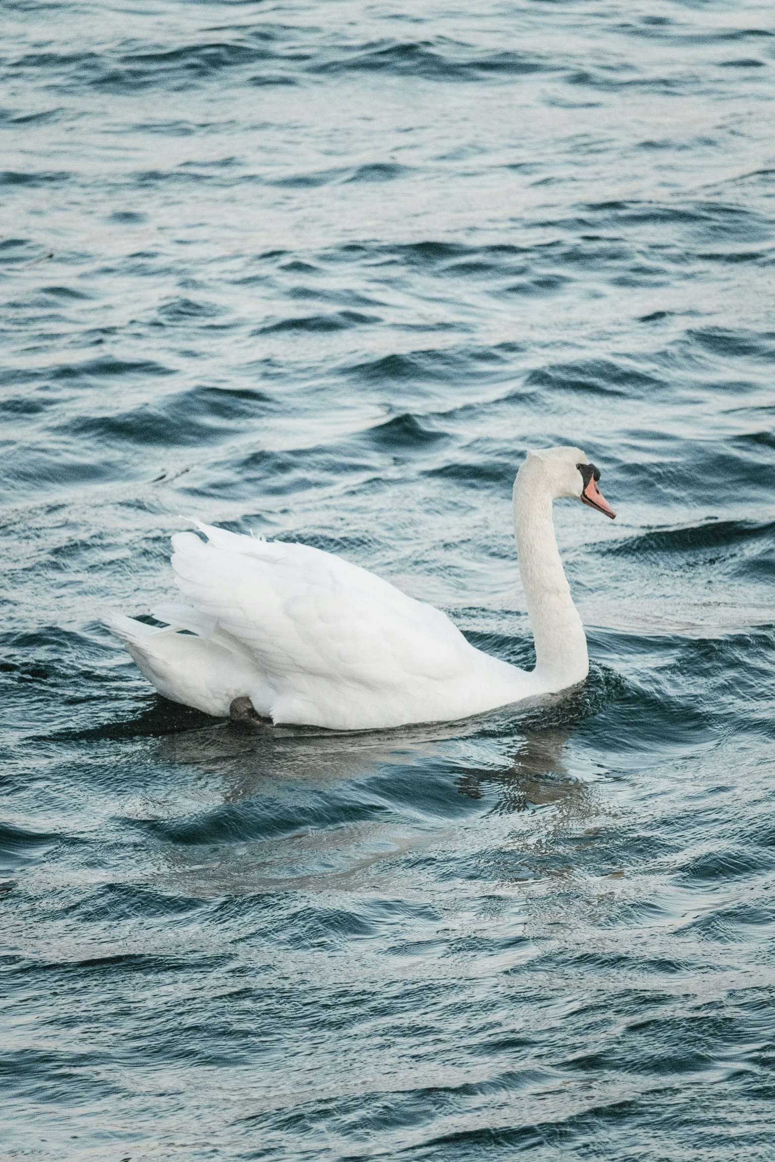 a swan in a lake near some water