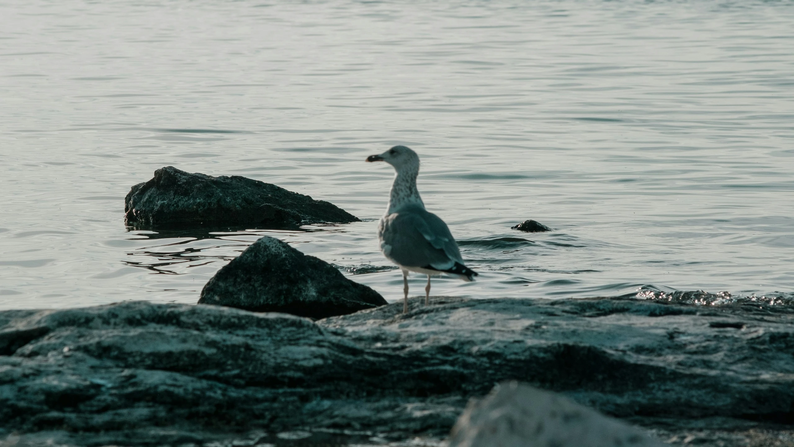 a bird sits by the water and some rocks