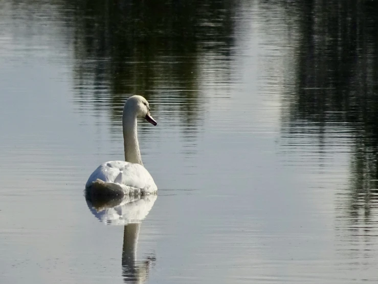 swan floating alone in a river, with its reflection in the water