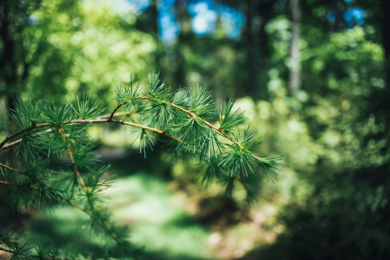 some very pretty pine trees in the woods