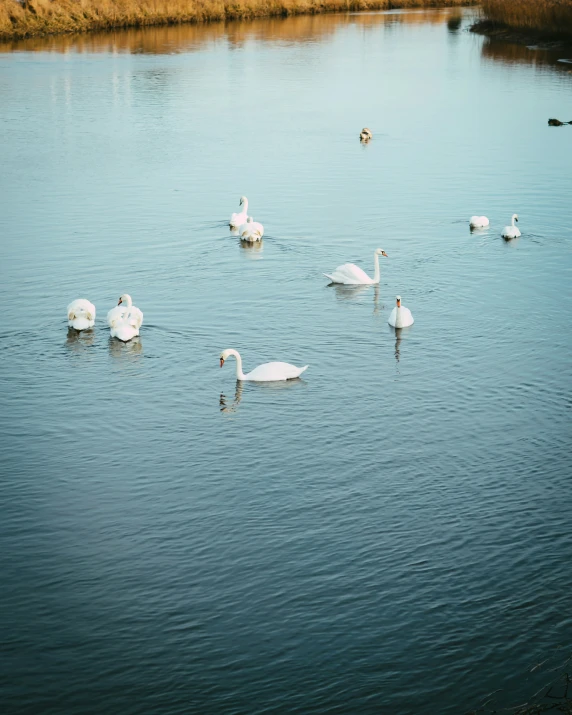 birds swimming on the surface of a calm lake