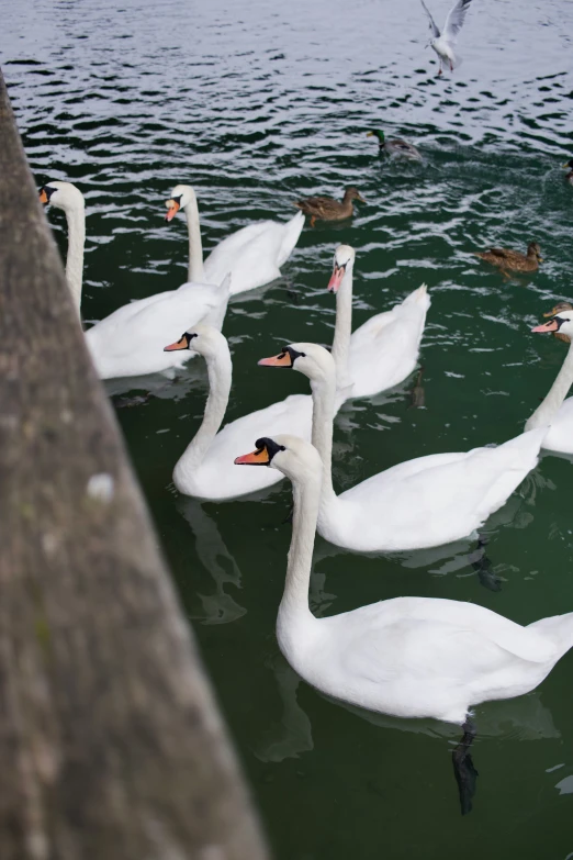 a flock of swans swimming near a lake