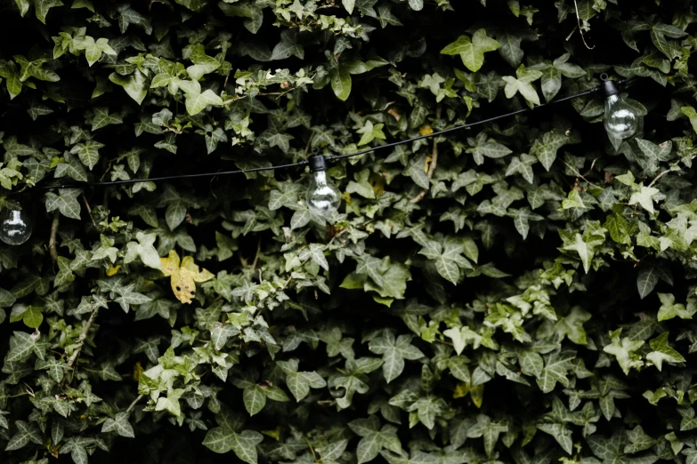 an image of ivy with three lights