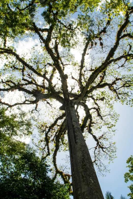 an up view of a tree's nches against the sun