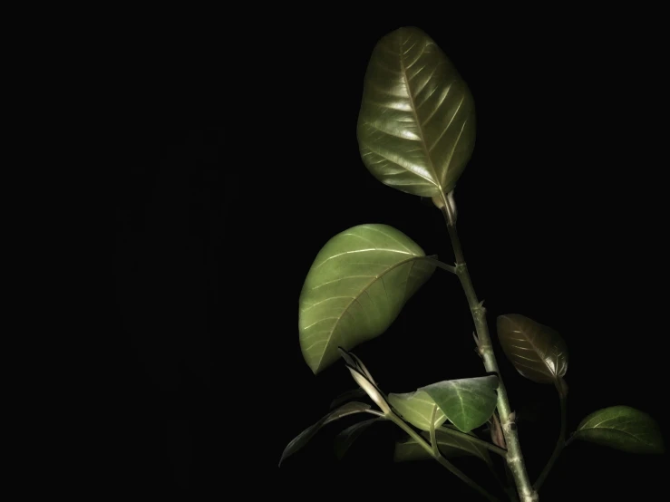 green leaves growing from top of green stems in dark room