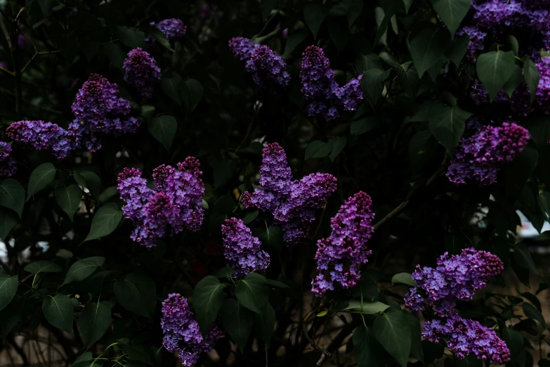 a tree filled with purple flowers and lots of green leaves