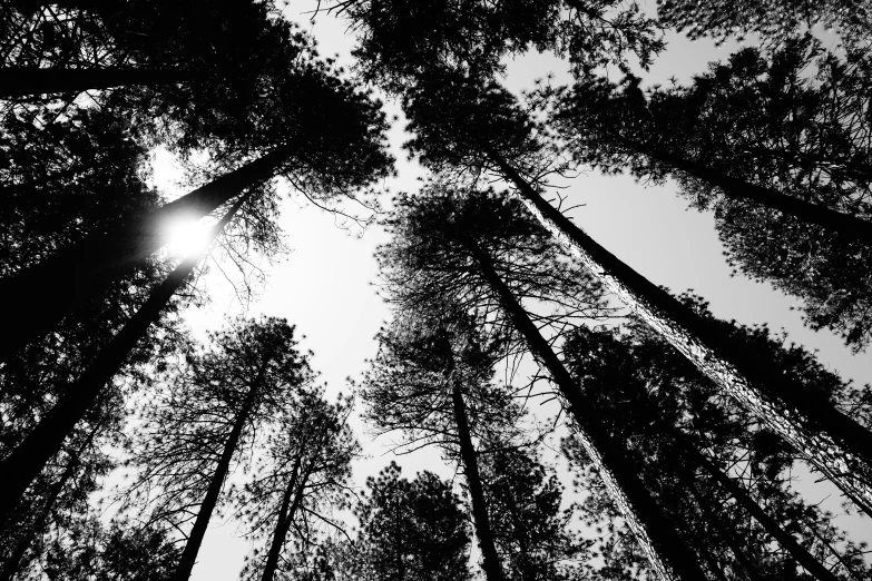 a po of the canopy of tall trees