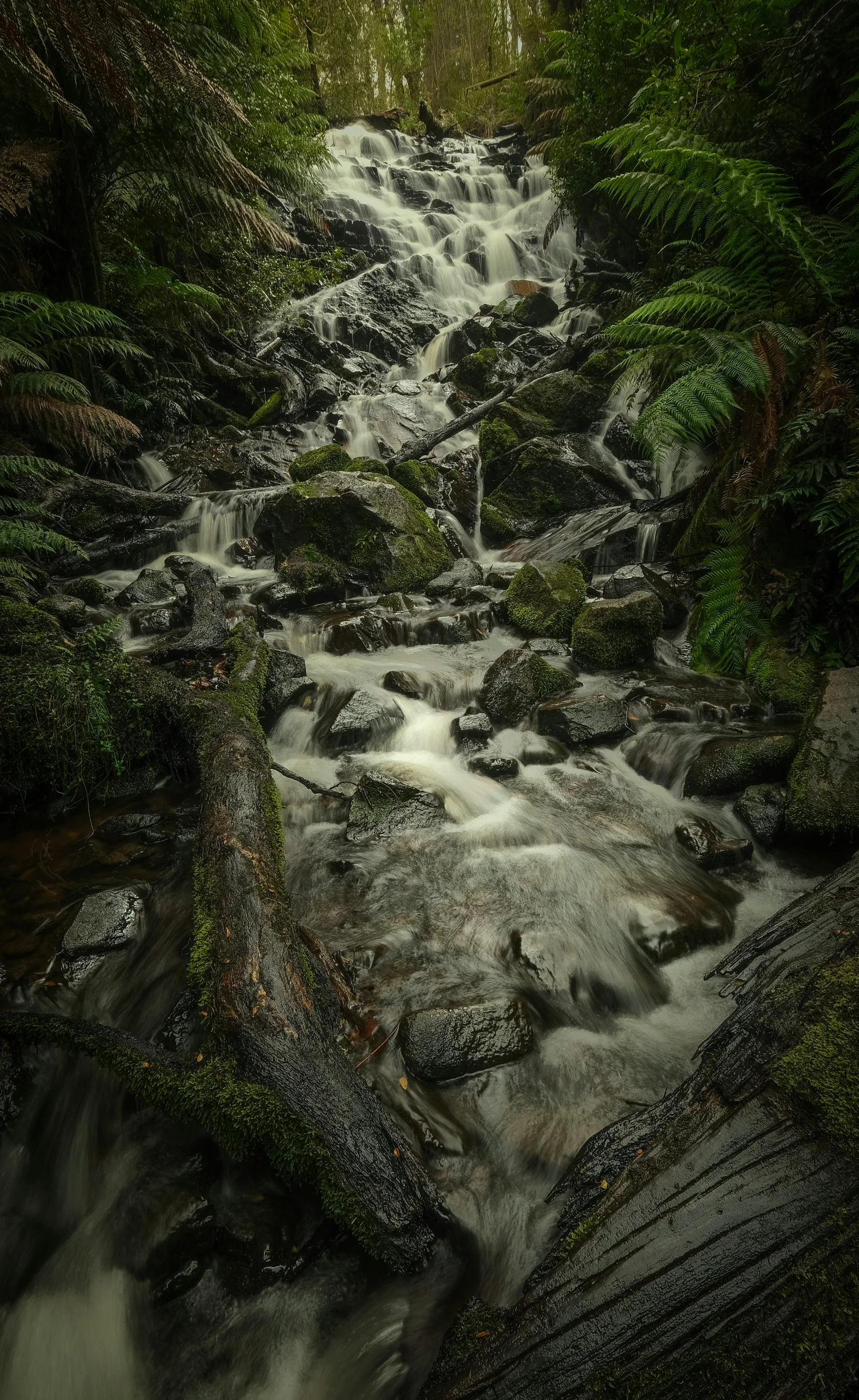 a stream flowing in to the forest with lush green plants