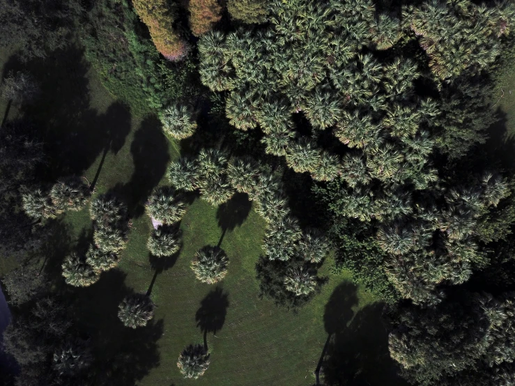 aerial view looking down on several trees in a forest
