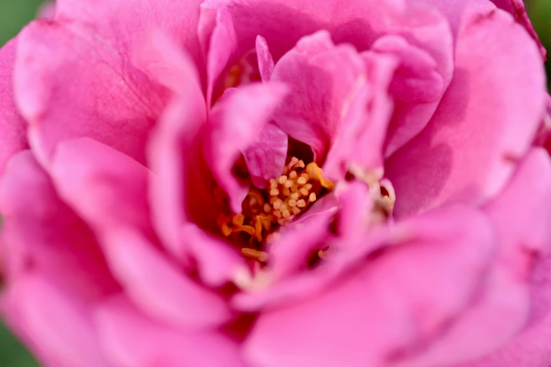 the inside of a pink rose flower in bloom