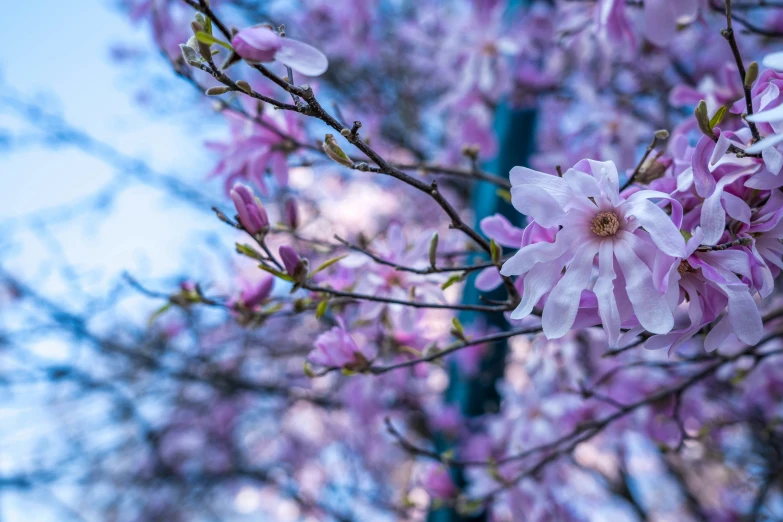 a pink flowered tree with leaves and no blooms