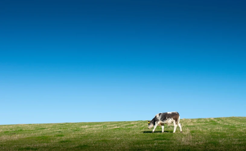 there is a cow that is grazing on the hill