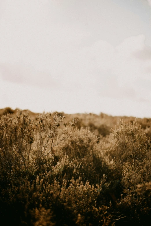 some plants that are growing in the ground