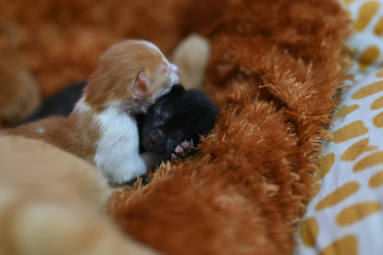 there is a cat sleeping next to an animal