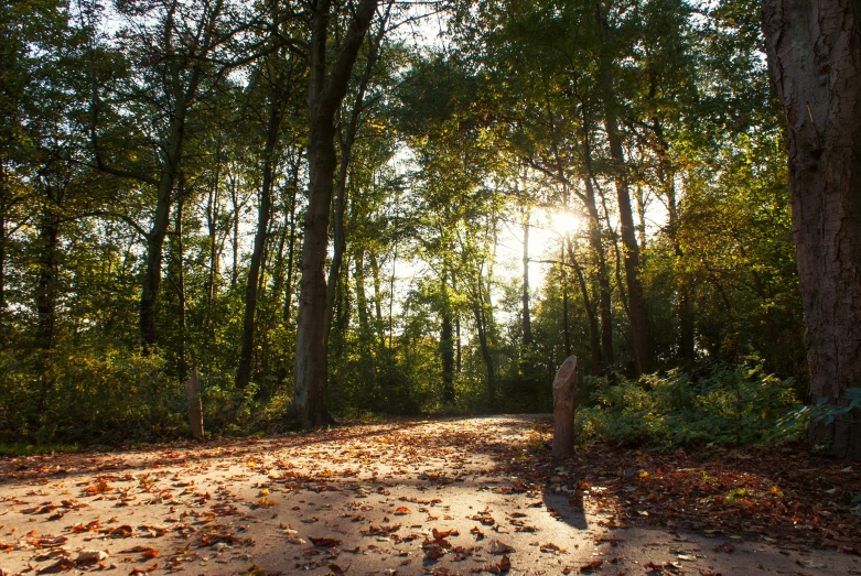 some trees dirt and leaves and light