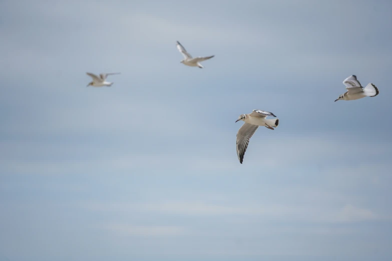 some white birds flying through a clear blue sky