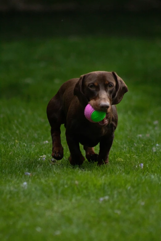 there is a small dog carrying a frisbee in its mouth