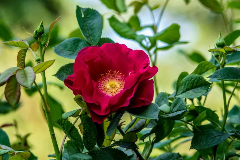 a red rose that is sitting among green leaves