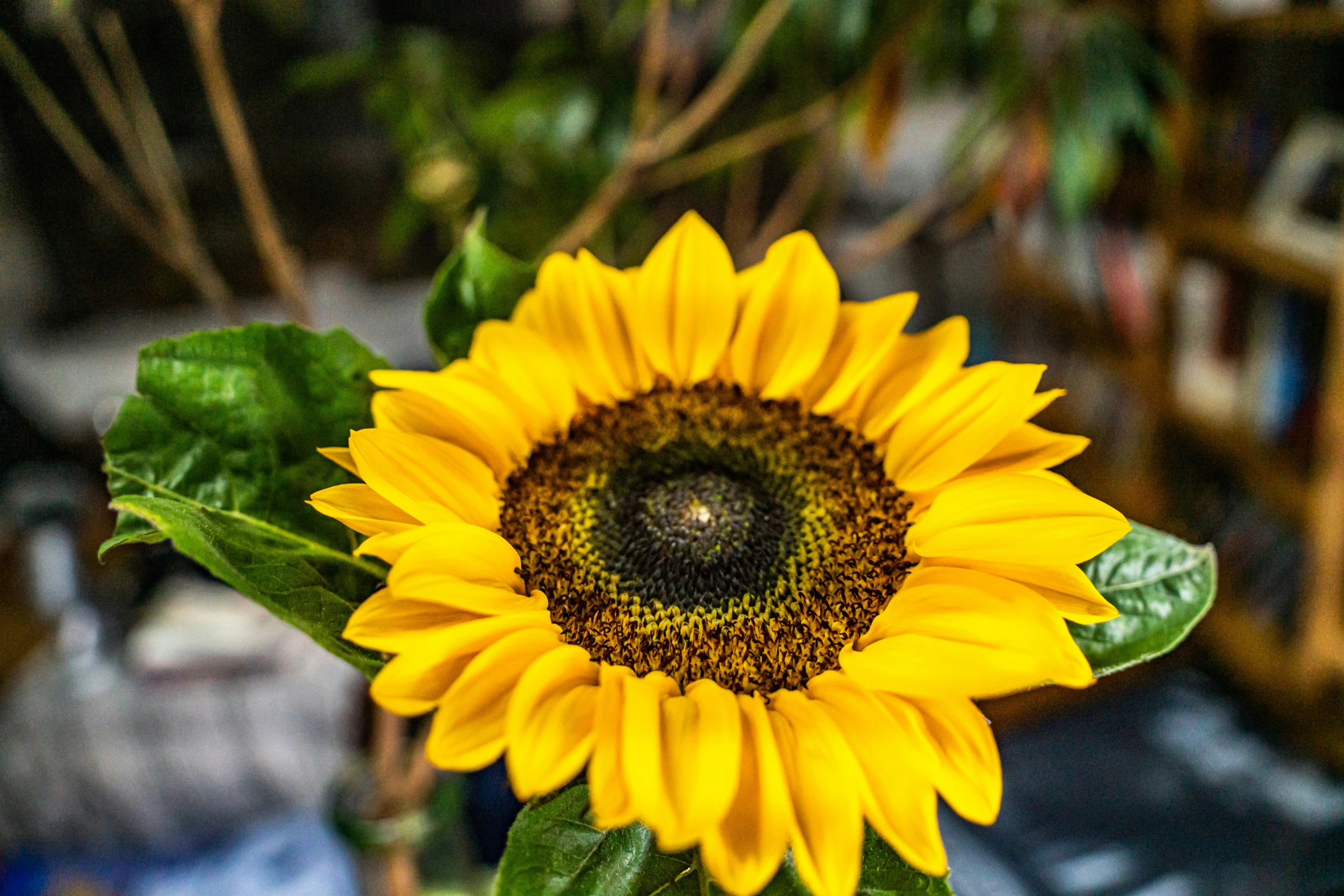 a sunflower sitting on top of a green plant