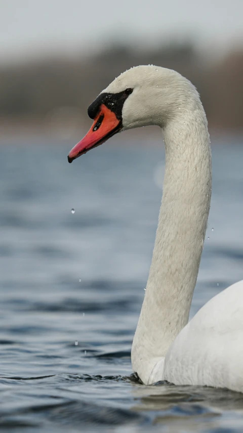 a white swan swimming on water with a red beak