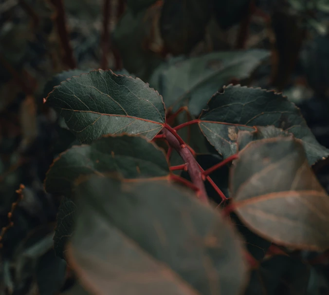 a leaf that has red in some kind of shape