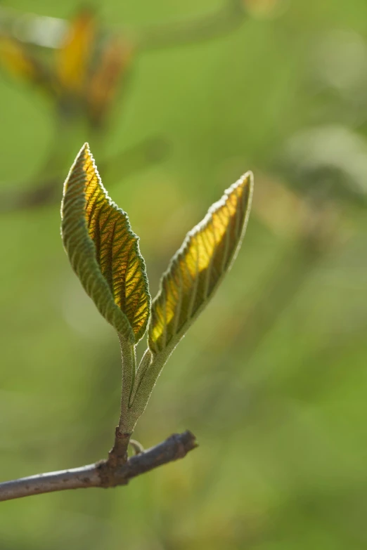 small leaves on an unripe nch with green background