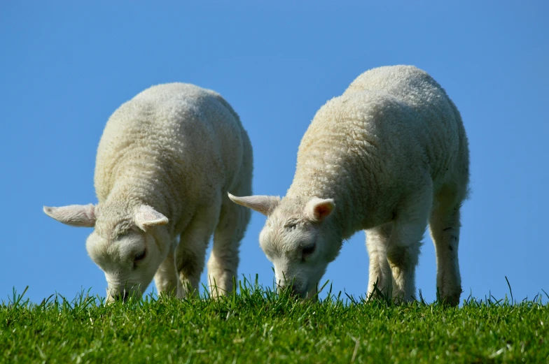 two lambs eat grass in a sunny day