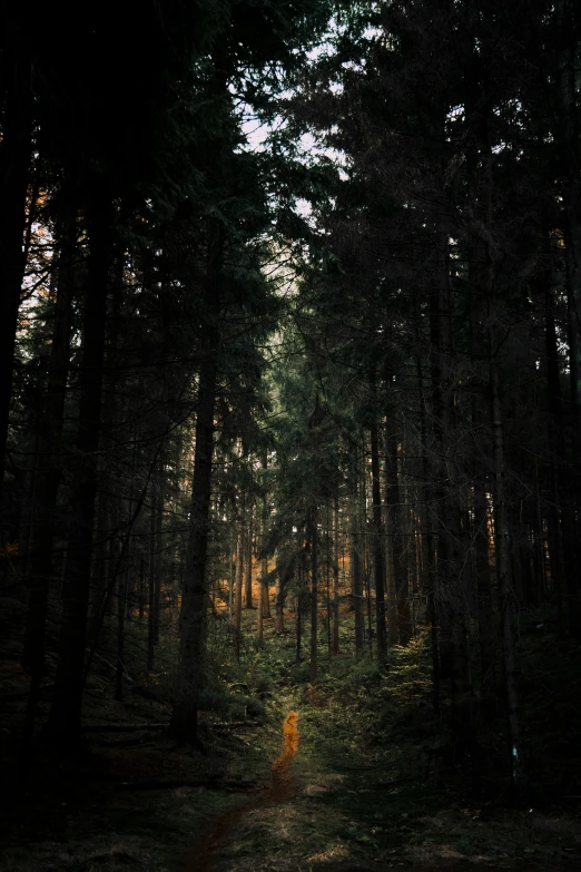 a dark tree line and the light shining through it