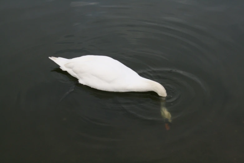 a white goose in water with head above the water