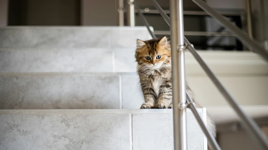 there is a cat that is standing on some steps