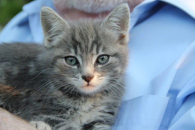 there is a man holding a gray kitten