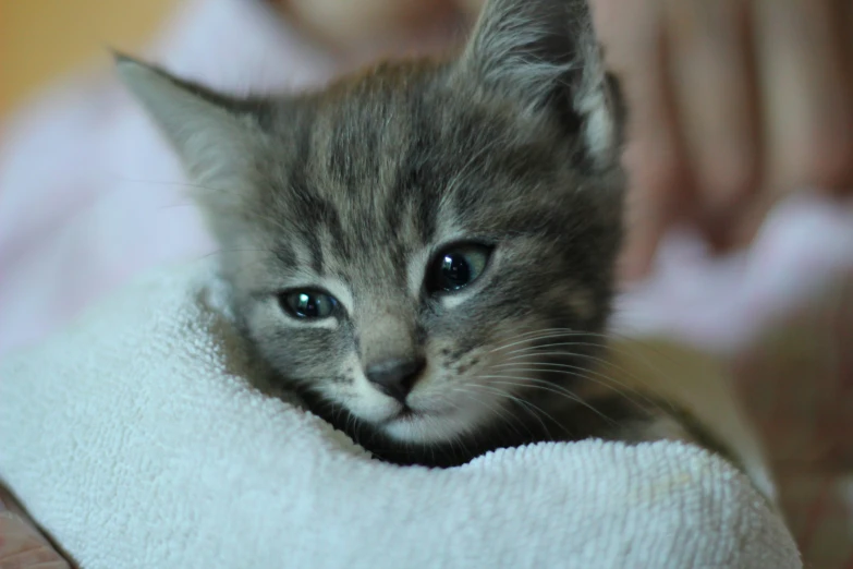 a small kitten on a towel staring into the camera